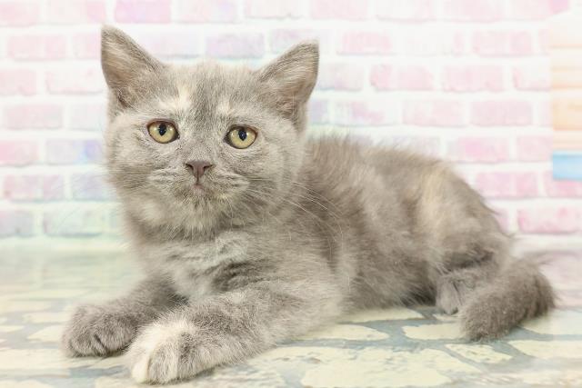 栃木県のミヌエット (Coo&RIKUFKDインターパーク店/2025年12月19日生まれ/女の子/ブルークリーム)の子猫の2枚目の画像