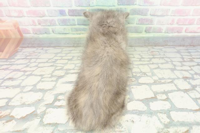 栃木県のミヌエット (Coo&RIKUFKDインターパーク店/2025年12月19日生まれ/女の子/ブルークリーム)の子猫の4枚目の画像