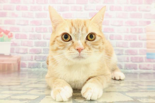 埼玉県のマンチカン (Coo&RIKU草加バイパス店/2025年5月18日生まれ/男の子/レッドタビーホワイト)の子猫の1枚目の画像