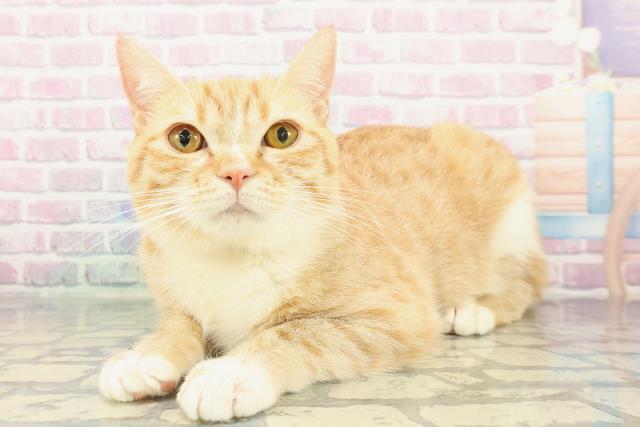 埼玉県のマンチカン (Coo&RIKU草加バイパス店/2025年5月18日生まれ/男の子/レッドタビーホワイト)の子猫の2枚目の画像