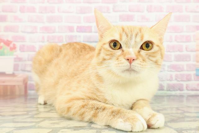 埼玉県のマンチカン (Coo&RIKU草加バイパス店/2025年5月18日生まれ/男の子/レッドタビーホワイト)の子猫の3枚目の画像