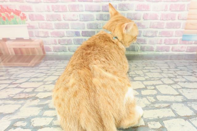 埼玉県のマンチカン (Coo&RIKU草加バイパス店/2025年5月18日生まれ/男の子/レッドタビーホワイト)の子猫の4枚目の画像