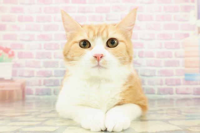 東京都のマンチカン (Coo&RIKU江戸川店/2025年8月11日生まれ/男の子/レッドタビーホワイト)の子猫の1枚目の画像