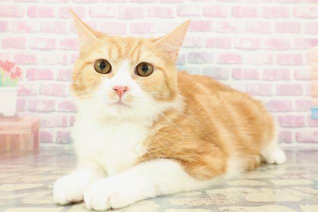 東京都のマンチカン (Coo&RIKU江戸川店/2025年8月11日生まれ/男の子/レッドタビーホワイト)の子猫の2枚目の画像