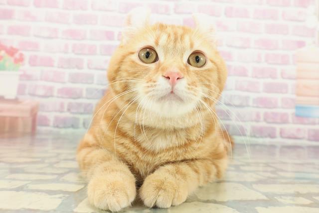 東京都のアメリカンカール (Coo&RIKU江戸川店/2025年8月16日生まれ/男の子/レッドタビー)の子猫
