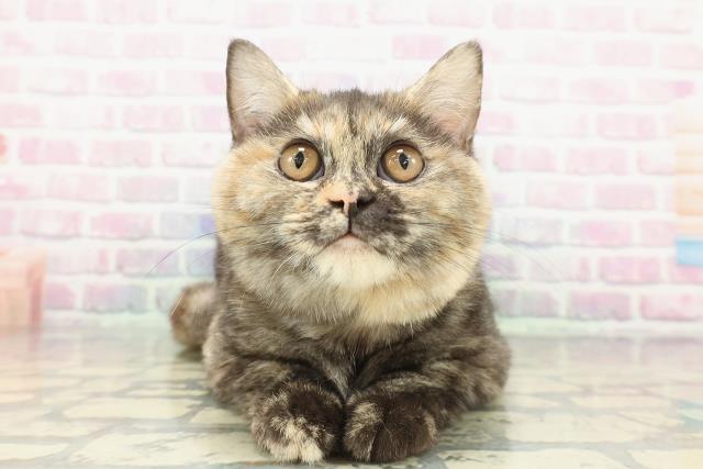 埼玉県のスコティッシュフォールド (Coo&RIKU草加バイパス店/2025年9月4日生まれ/女の子/トーティー)の子猫の1枚目の画像