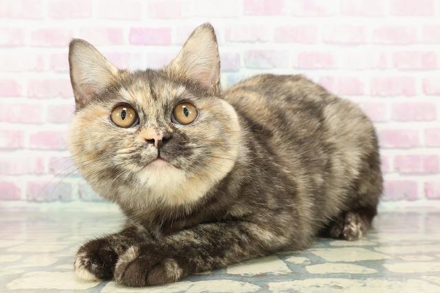 埼玉県のスコティッシュフォールド (Coo&RIKU草加バイパス店/2025年9月4日生まれ/女の子/トーティー)の子猫の2枚目の画像