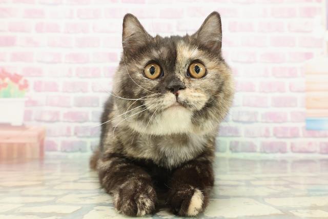 埼玉県のスコティッシュフォールド (Coo&RIKU所沢店/2025年9月4日生まれ/女の子/トーティー)の子猫の1枚目の画像