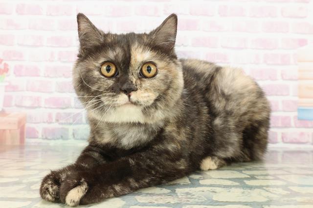 埼玉県のスコティッシュフォールド (Coo&RIKU所沢店/2025年9月4日生まれ/女の子/トーティー)の子猫の2枚目の画像