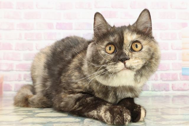 埼玉県のスコティッシュフォールド (Coo&RIKU所沢店/2025年9月4日生まれ/女の子/トーティー)の子猫の3枚目の画像