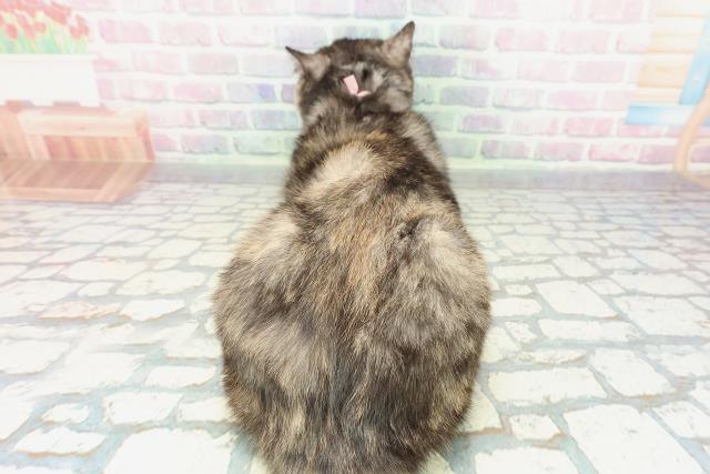 埼玉県のスコティッシュフォールド (Coo&RIKU所沢店/2025年9月4日生まれ/女の子/トーティー)の子猫の4枚目の画像