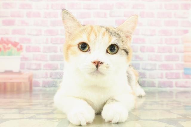 茨城県のスコティッシュフォールド (Coo&RIKUMEGAドン・キホーテ勝田店/2025年9月15日生まれ/女の子/キャリコ)の子猫の1枚目の画像