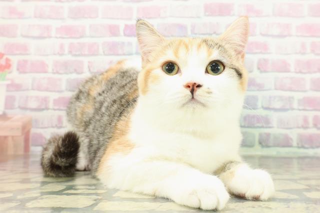 茨城県のスコティッシュフォールド (Coo&RIKUMEGAドン・キホーテ勝田店/2025年9月15日生まれ/女の子/キャリコ)の子猫の3枚目の画像