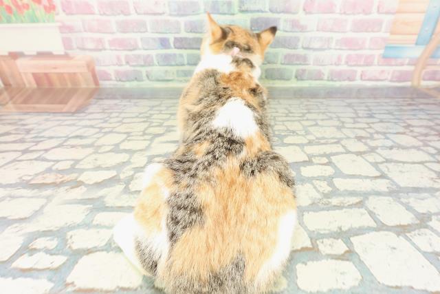 茨城県のスコティッシュフォールド (Coo&RIKUMEGAドン・キホーテ勝田店/2025年9月15日生まれ/女の子/キャリコ)の子猫の4枚目の画像