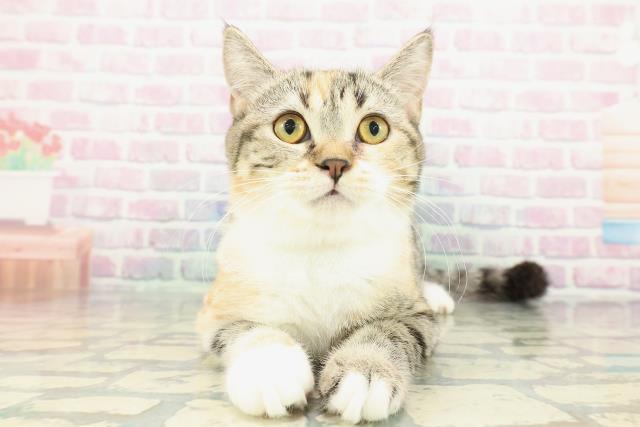 茨城県のスコティッシュフォールド (Coo&RIKU石岡店/2025年9月15日生まれ/女の子/ブラウンパッチドタビーホワイト)の子猫の1枚目の画像