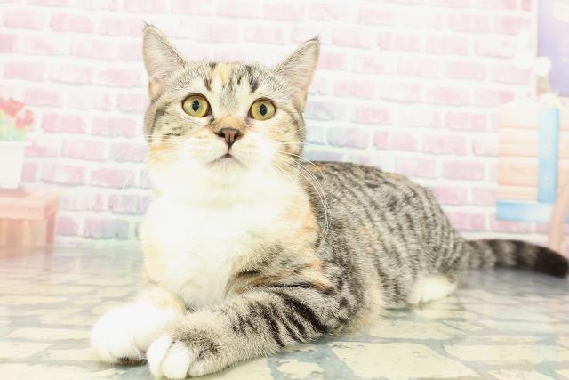 茨城県のスコティッシュフォールド (Coo&RIKU石岡店/2025年9月15日生まれ/女の子/ブラウンパッチドタビーホワイト)の子猫の2枚目の画像