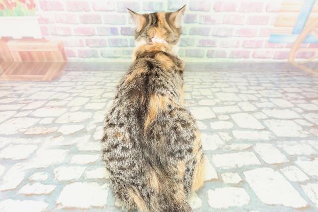 茨城県のスコティッシュフォールド (Coo&RIKU石岡店/2025年9月15日生まれ/女の子/ブラウンパッチドタビーホワイト)の子猫の4枚目の画像