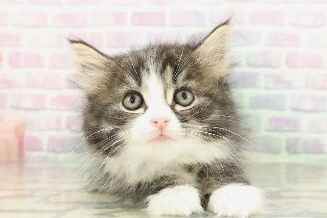 埼玉県のサイベリアン (Coo&RIKU草加バイパス店/2025年12月23日生まれ/女の子/ブラウンタビーホワイト)の子猫の1枚目の画像