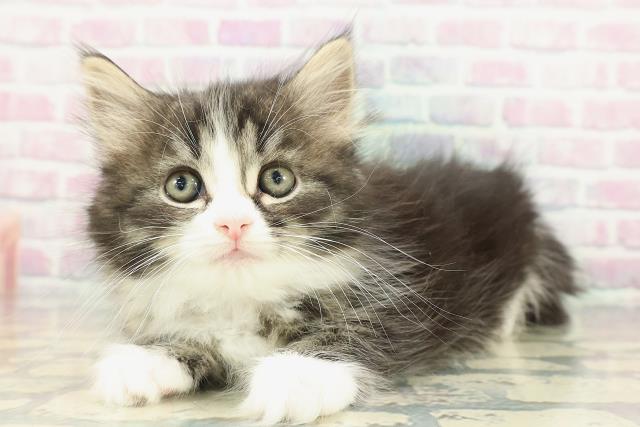 埼玉県のサイベリアン (Coo&RIKU草加バイパス店/2025年12月23日生まれ/女の子/ブラウンタビーホワイト)の子猫の2枚目の画像