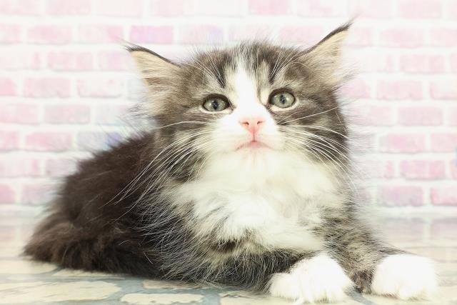 埼玉県のサイベリアン (Coo&RIKU草加バイパス店/2025年12月23日生まれ/女の子/ブラウンタビーホワイト)の子猫の3枚目の画像