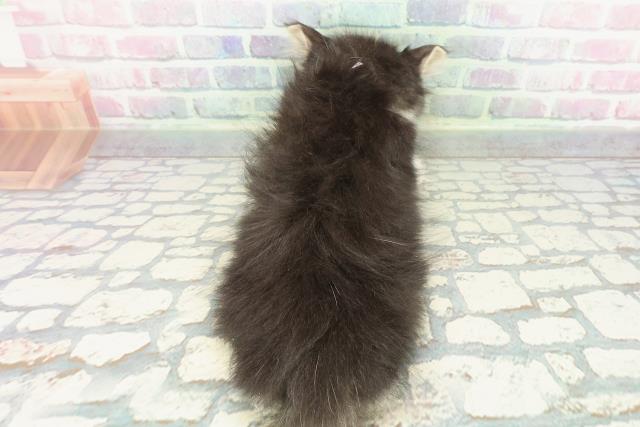 埼玉県のサイベリアン (Coo&RIKU草加バイパス店/2025年12月23日生まれ/女の子/ブラウンタビーホワイト)の子猫の4枚目の画像