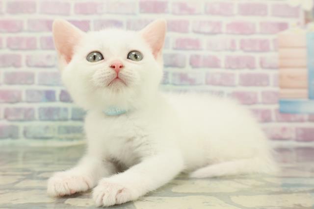 東京都のスコティッシュフォールド (Coo&RIKU江戸川店/2025年12月20日生まれ/男の子/ホワイト)の子猫の2枚目の画像