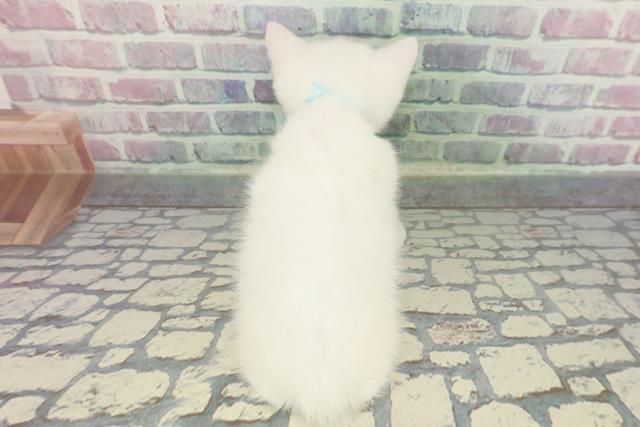 東京都のスコティッシュフォールド (Coo&RIKU江戸川店/2025年12月20日生まれ/男の子/ホワイト)の子猫の4枚目の画像