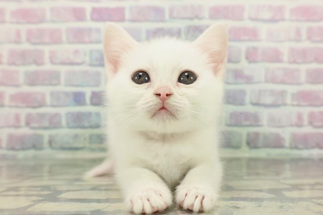 神奈川県のスコティッシュフォールド (Coo&RIKUパウ川崎店/2025年12月20日生まれ/女の子/ホワイト)の子猫