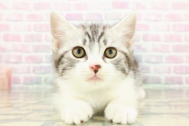 東京都のスコティッシュフォールド (Coo&RIKU立川店/2025年12月22日生まれ/男の子/シルバータビーホワイト)の子猫の1枚目の画像