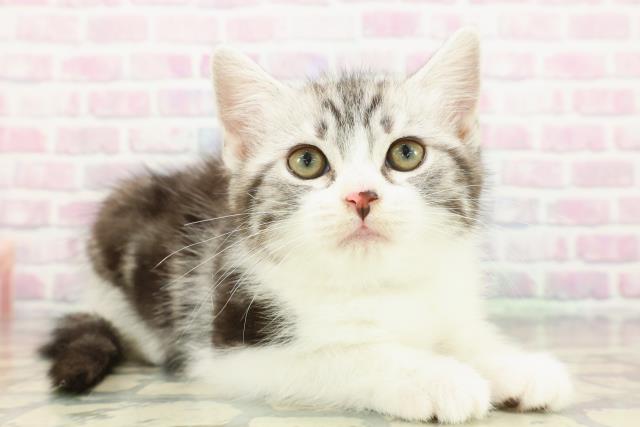 東京都のスコティッシュフォールド (Coo&RIKU立川店/2025年12月22日生まれ/男の子/シルバータビーホワイト)の子猫の3枚目の画像