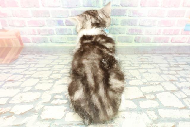 東京都のスコティッシュフォールド (Coo&RIKU立川店/2025年12月22日生まれ/男の子/シルバータビーホワイト)の子猫の4枚目の画像