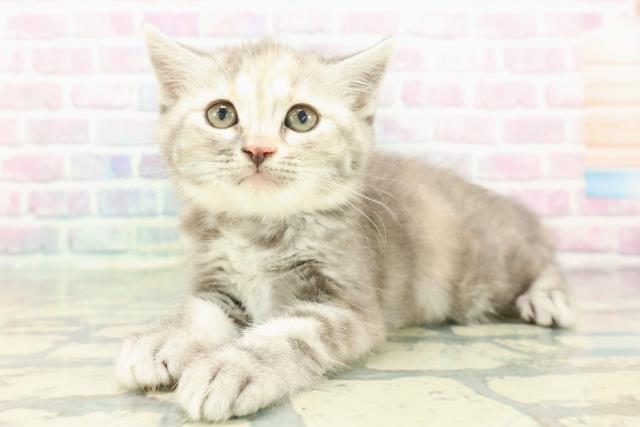 埼玉県のマンチカン (Coo&RIKU所沢店/2025年12月22日生まれ/女の子/ブルーパッチドタビー)の子猫の2枚目の画像