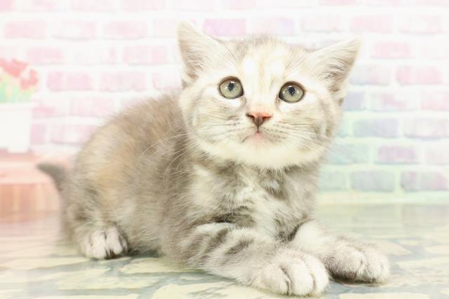 埼玉県のマンチカン (Coo&RIKU所沢店/2025年12月22日生まれ/女の子/ブルーパッチドタビー)の子猫の3枚目の画像