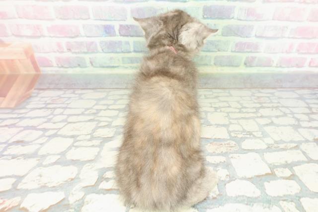 埼玉県のマンチカン (Coo&RIKU所沢店/2025年12月22日生まれ/女の子/ブルーパッチドタビー)の子猫の4枚目の画像