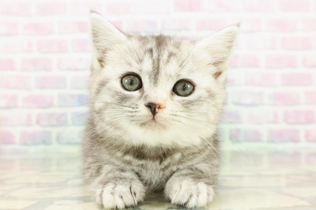 2025年12月22日生まれのマンチカン