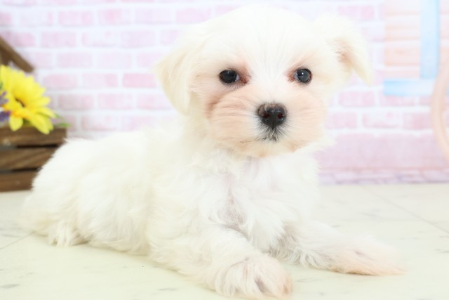 大分県のマルチーズ (Coo&RIKU大分店/2025年12月23日生まれ/女の子/ホワイト)の子犬の2枚目の画像