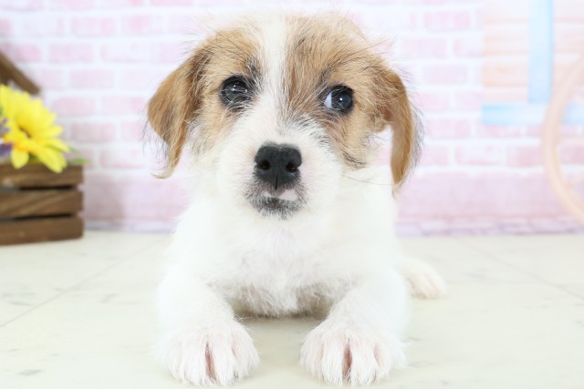 福岡県のジャックラッセルテリア (Coo&RIKU福岡東店/2025年12月23日生まれ/女の子/ホワイトタン)の子犬