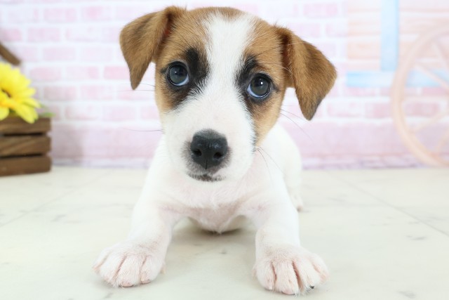 鹿児島県のジャックラッセルテリア (Coo&RIKU鹿児島店/2025年12月23日生まれ/女の子/ホワイトタン)の子犬