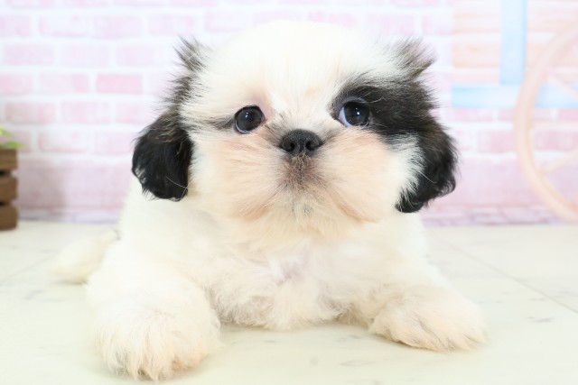 熊本県のシーズー (Coo&RIKU宇土シティモール店/2025年12月24日生まれ/女の子/ゴールドホワイト)の子犬