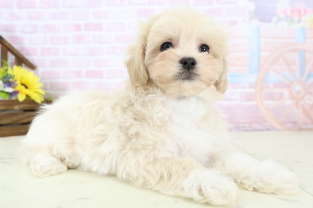 熊本県のマルプー(マルチーズ×プードル) (Coo&RIKU宇土シティモール店/2025年12月19日生まれ/男の子/クリームホワイト)の子犬の2枚目の画像