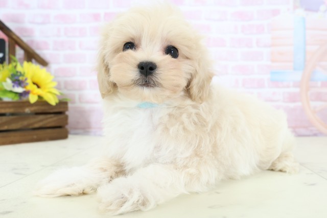 熊本県のマルプー(マルチーズ×プードル) (Coo&RIKU宇土シティモール店/2025年12月19日生まれ/男の子/クリームホワイト)の子犬の3枚目の画像