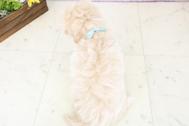 熊本県のマルプー(マルチーズ×プードル) (Coo&RIKU宇土シティモール店/2025年12月19日生まれ/男の子/クリームホワイト)の子犬の4枚目の画像