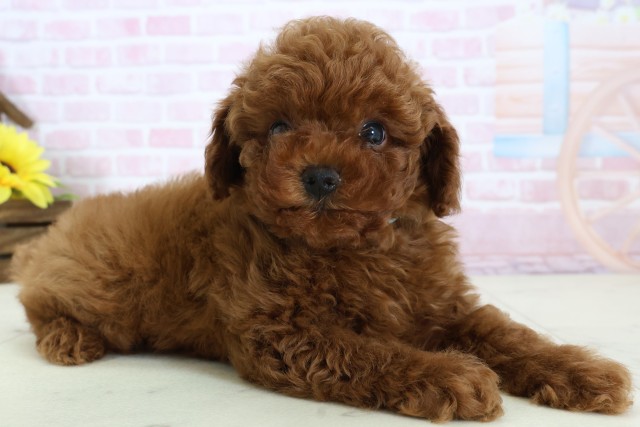 熊本県のトイプードル(トイ) (Coo&RIKUカリーノ玉名店/2025年12月20日生まれ/男の子/レッドフォーン)の子犬の2枚目の画像