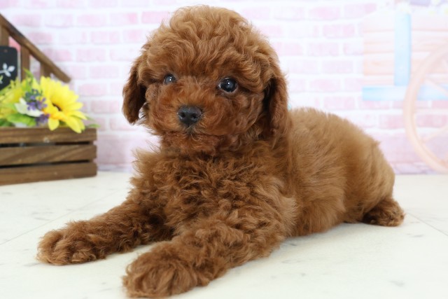 熊本県のトイプードル(トイ) (Coo&RIKUカリーノ玉名店/2025年12月20日生まれ/男の子/レッドフォーン)の子犬の3枚目の画像