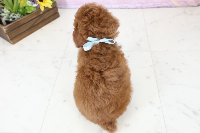 熊本県のトイプードル(トイ) (Coo&RIKUカリーノ玉名店/2025年12月20日生まれ/男の子/レッドフォーン)の子犬の4枚目の画像