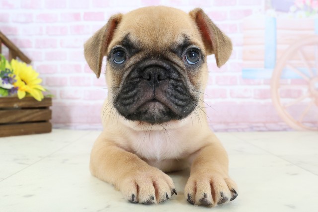 長崎県のフレンチブルドッグ (Coo&RIKU長崎佐世保店/2025年12月20日生まれ/男の子/フォーン)の子犬