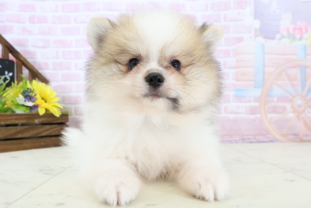 長崎県のポメラニアン (Coo&RIKU長崎佐世保店/2025年12月21日生まれ/男の子/パーティーカラー)の子犬