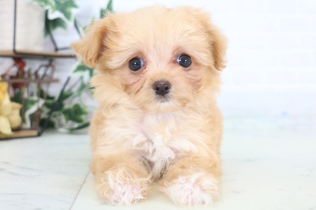鹿児島県のチワプー/プーチー(チワワ×プードル) (Coo&RIKU鹿児島店/2025年12月21日生まれ/女の子/アプリコット)の子犬の1枚目の画像