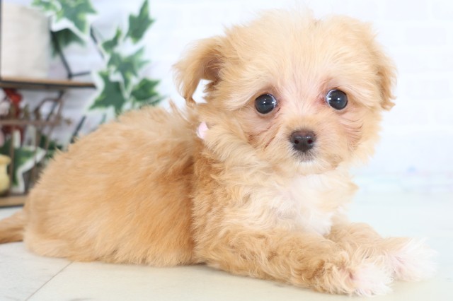 鹿児島県のチワプー/プーチー(チワワ×プードル) (Coo&RIKU鹿児島店/2025年12月21日生まれ/女の子/アプリコット)の子犬の2枚目の画像