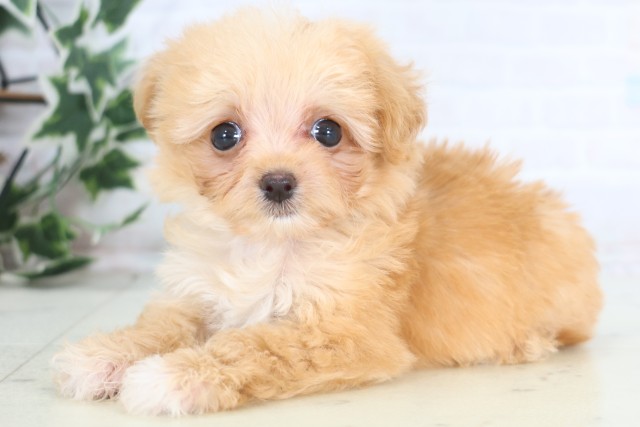 鹿児島県のチワプー/プーチー(チワワ×プードル) (Coo&RIKU鹿児島店/2025年12月21日生まれ/女の子/アプリコット)の子犬の3枚目の画像